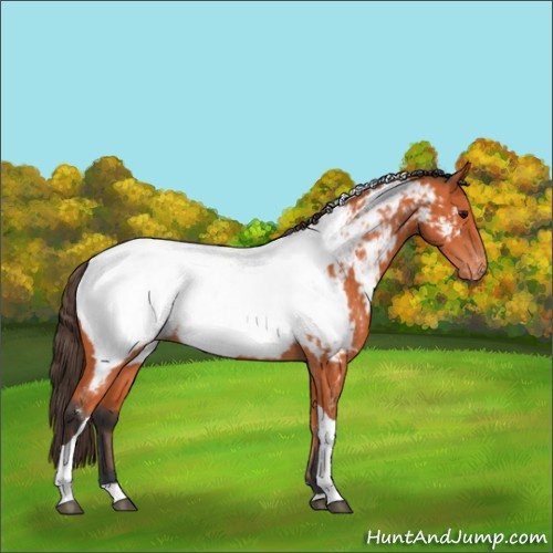 Horse Color:Bay Tobiano Appaloosa 