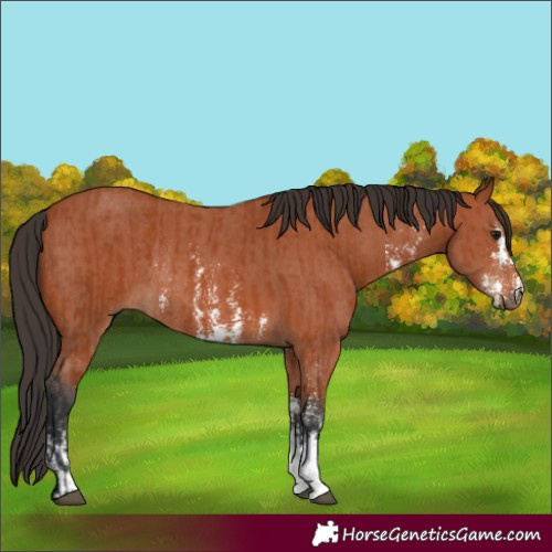 Horse Color:Bay Sabino Rabicano  and Bay Sabino Rabicano 