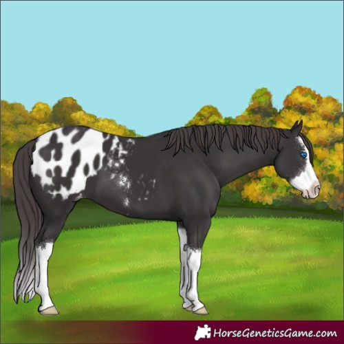 Horse Color:Smoky Black Sabino Splash Appaloosa 