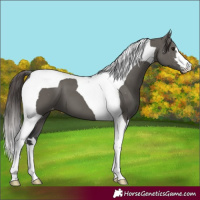 Horse Color:Grullo Tobiano Varnish 
