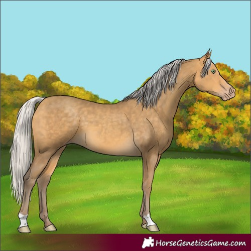 Horse Color:Silver Amber Cream Champagne