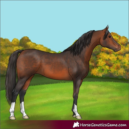 Horse Color:Bay 