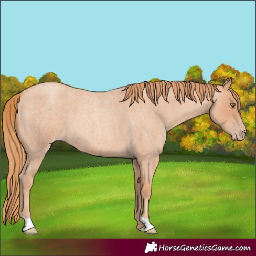 Horse Color:Gold Champagne Roan