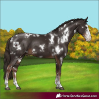 Horse Color:White Spotted Liver Chestnut Sabino