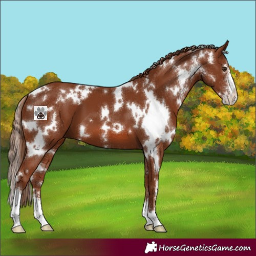 Horse Color:White Spotted Chestnut Sabino 