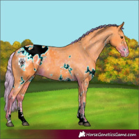 Horse Color:Watercolor White Spotted Liver Chestnut Sabino Blanket 