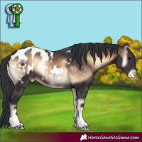 Horse Color:Brown Onyx Appaloosa 