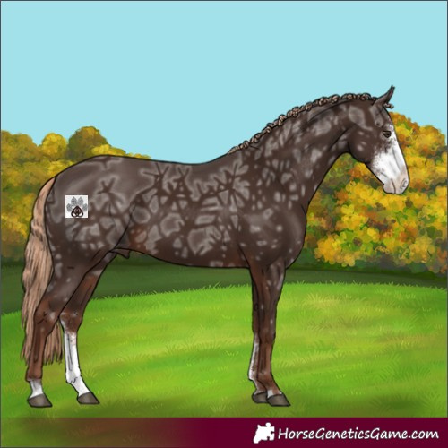 Horse Color:Liver Chestnut Ice Sabino 
