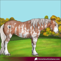 Horse Color:Silver Bay Sabino 