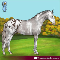 Horse Color:Liver Chestnut Sabino Appaloosa 