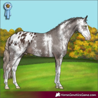 Horse Color:Liver Chestnut Sabino Appaloosa