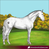 Horse Color:Silver Brown Sabino 