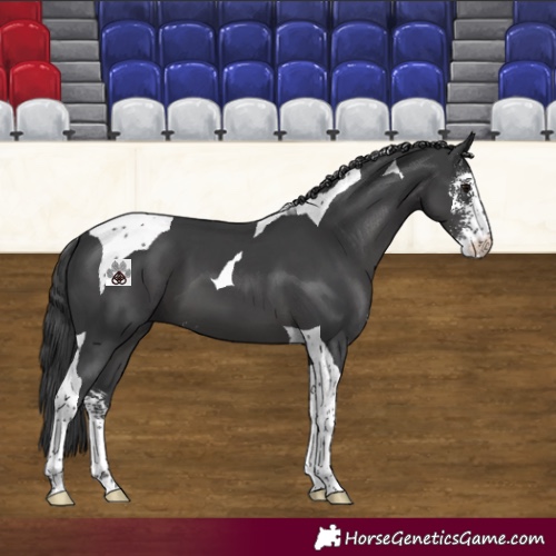 Horse Color:Black Sabino Tobiano 