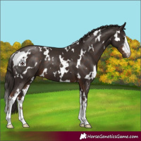 Horse Color:White Spotted Liver Chestnut Sabino 