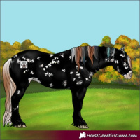 Horse Color:Chestnut Sabino