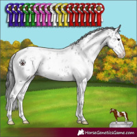 Horse Color:White Spotted Black Sabino 