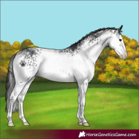 Horse Color:White Spotted Black Sabino 
