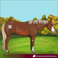 Horse Color:Chestnut Sabino 