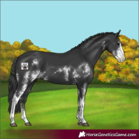 Horse Color:Black Sabino 