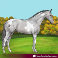 Horse Color:Brown Tobiano Varnish 