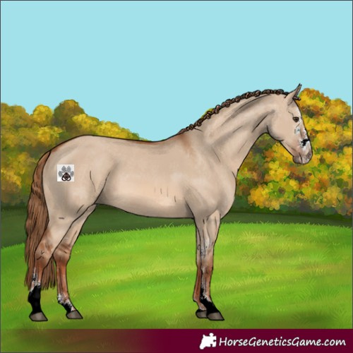 Horse Color:Red Dun Sabino 