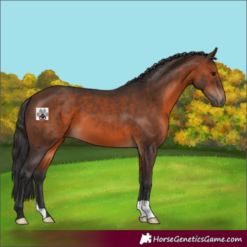 Horse Color:Brown 