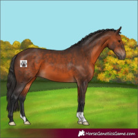 Horse Color:Brown 