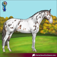 Horse Color:Bay Sabino Tobiano Appaloosa 