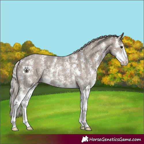 Horse Color:Silver Grullo Sabino