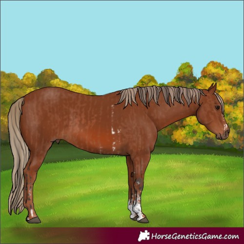 Horse Color:Bay Sabino Rabicano  and Chestnut Sabino Rabicano 