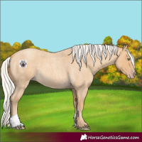 Horse Color:Silver Sable Cream Champagne Roan 