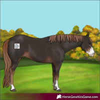 Horse Color:Liver Chestnut Sabino 