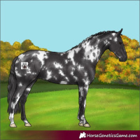 Horse Color:White Spotted Smoky Black