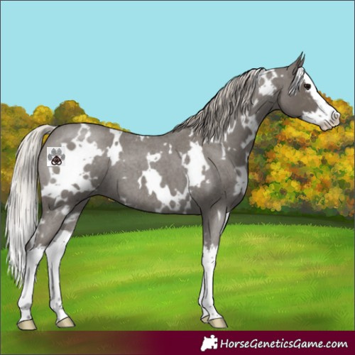 Horse Color:White Spotted Silver Blue Roan Splash