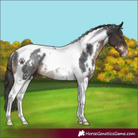 Horse Color:White Spotted Liver Chestnut Tobiano Rabicano
