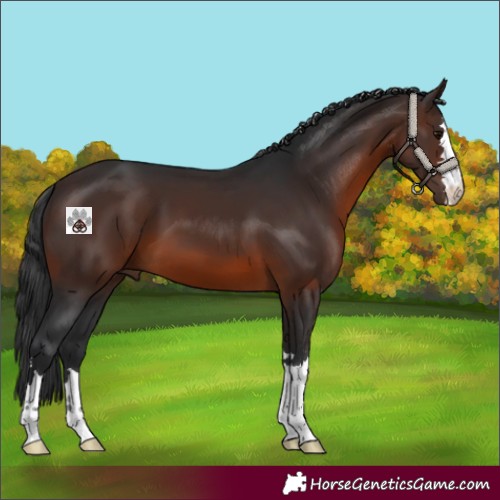 Horse Color:Brown 