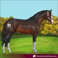 Horse Color:Brown 
