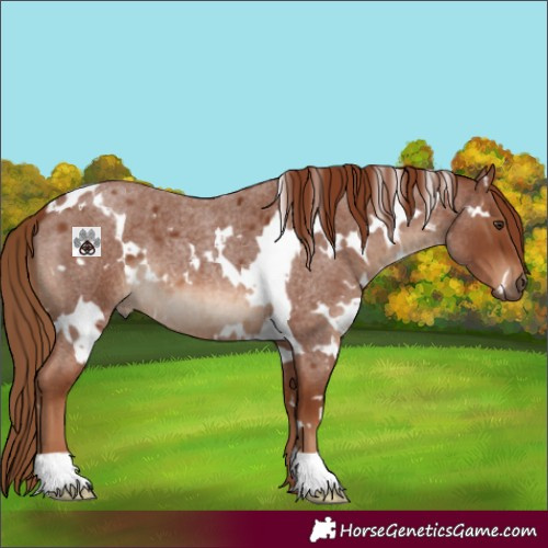 Horse Color:White Spotted Red Roan 