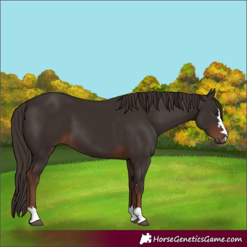 Horse Color:Liver Chestnut
