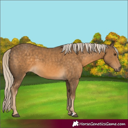 Horse Color:Chocolate Palomino