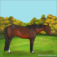 Horse Color:Bay Sabino Rabicano  and Bay Sabino Rabicano 