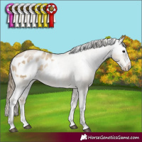 Horse Color:Smoky Black Sabino Appaloosa Rabicano  and Smoky Black Pearl Sabino Appaloosa Rabicano 