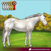 Horse Color:Smoky Black Sabino Appaloosa Rabicano  and Smoky Black Pearl Sabino Appaloosa Rabicano 