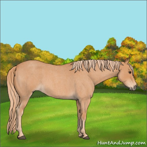 Horse Color:Red Roan 