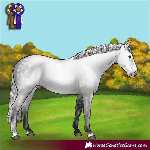 Horse Color:Gray Silver Brown Sabino Rabicano 