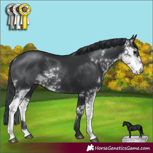 Horse Color:Black Sabino Rabicano