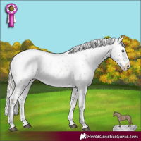 Horse Color:Silver Black Pearl Sabino
