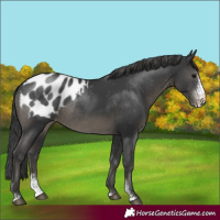 Horse Color:Black Sabino Appaloosa Rabicano 