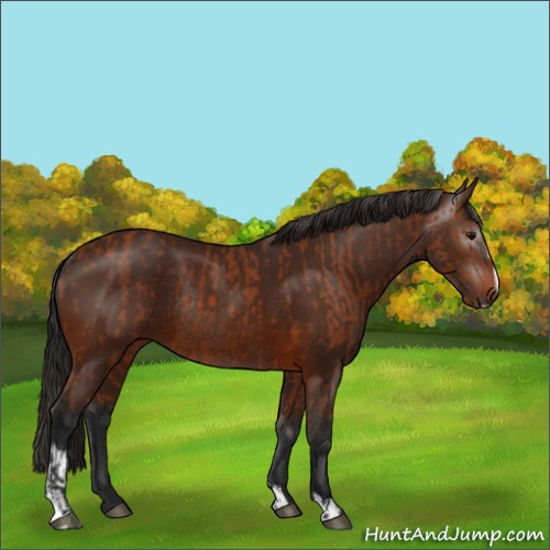 Horse Color:Bay Sabino Rabicano  and Gray Bay Sabino Rabicano 