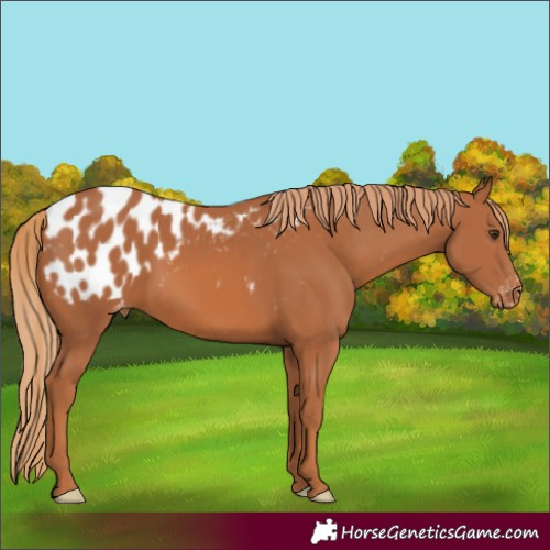 Horse Color:Chestnut Appaloosa 